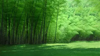  北京国安队客战大埔队 